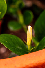 Carissa macrocarpa pertenece a la familia de Apocynaceae.