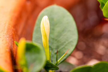 Carissa macrocarpa pertenece a la familia de Apocynaceae.