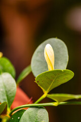 Carissa macrocarpa pertenece a la familia de Apocynaceae.