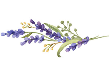 purple lavender flowers English lavender Provence Lavandula dentata French lavender Flower lavender watercolor Painting purple png Lavender field, Plateau de Valensole, Provence, France, Europe