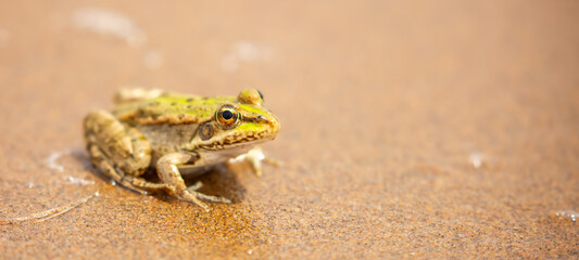 The frog sits on the sand on the shore of the lake. Beautiful wildlife landscape with place for text. The concept of protecting wildlife and ecology.