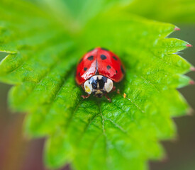 Macro photo of Ladybug in the green grass