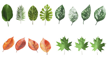 Fototapeta premium Collection of various leaves, showcasing different shapes and colors, white isolate background.