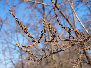 sea ​​buckthorn branches with buds
