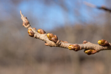 sea ​​buckthorn branch with buds in spring