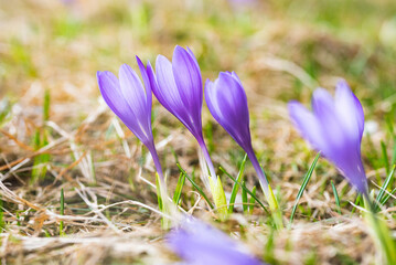 Spring growing flowers and nature that comes alive