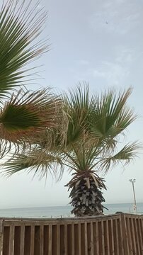 Palm trees, blue sky, Summer day, Landscape view of palm trees, Exotic Palms and blue sky scenery, vertical screen