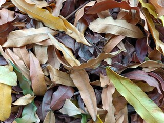 dried leaves background