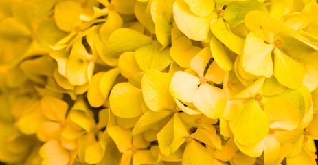 Yellow flowers close-up. Bouquet of colorful flowers. City flower beds, a beautiful and well-kept garden with flowering shrubs.