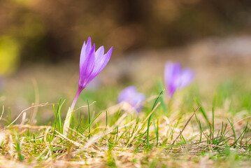 Spring growing flowers and nature that comes alive