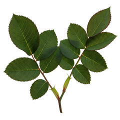 Fototapeta premium Small Rose Leaf Twigs , Isolated Against Transparent Background , Plants & Flowers 