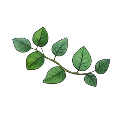 Fototapeta premium Green branch with round watercolor leaves in decorative botanical style