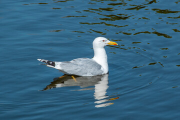 Seagull on the water in sunny weather, close-up.