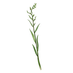 Fototapeta premium Thin green plant stem with small leaves in minimalist watercolor style