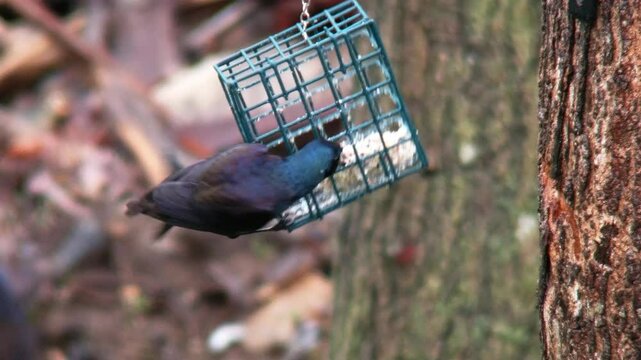 common grackle feeding
