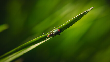 Insects close-up on fresh green spring leaves.