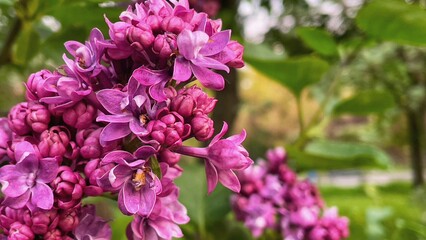 Obraz premium lilac flowers in the garden