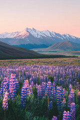 Obraz premium Majestic Mountain View with Purple Lupines