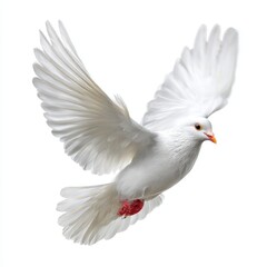 Naklejka premium Dove flying with wings spread isolate on white background