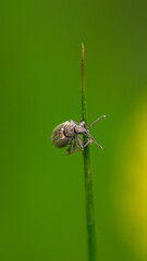 Fototapeta premium Close-up of an insect in the wild.