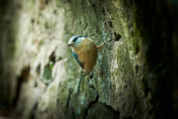 Eurasian nuthatch bird feeding with insects ( Sitta europaea )