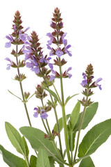 Naklejka premium salvia officinalis isolated on white background