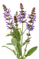Obraz premium common sage isolated on white background