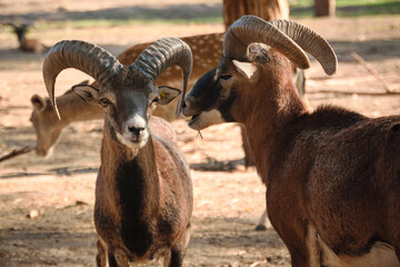 Hoofed animals roaming freely in an eco-park, surrounded by lush greenery and natural landscapes.