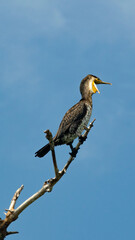 A cormorant perched on a branch, captured in intricate detail