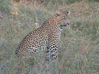 Female Leoapard hunting in South Africa