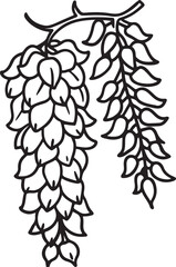 wisteria flower line art, black outline, vector and illustration, coloring book page line art drawing