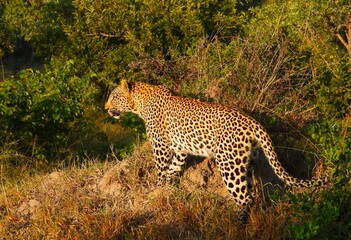 Leopard in the wilds of South Africa