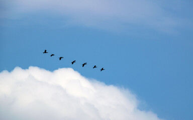 birds in the sky