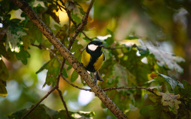Curious tit on a branch close-up in warm tones.
