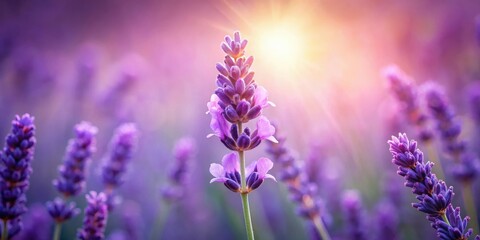 Fototapeta premium A Single Lavender Bloom Stands Tall in a Field of Purple Flowers with the Warm Glow of the Setting Sun Behind It