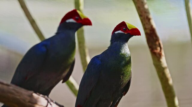 The pair of exotic birds violet turaco purple tropical bird, perched close up on branch