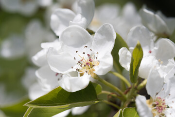 Obraz premium Fruit berry tree flower buds from close range