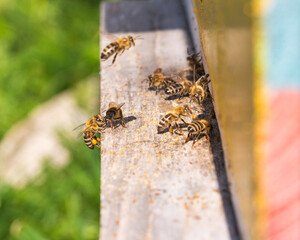 Close up of flying bees. Wooden beehive and bees.