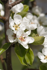Fruit berry tree flower buds from close range