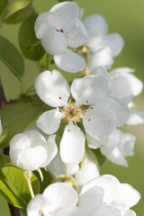 Fototapeta premium Fruit berry tree flower buds from close range