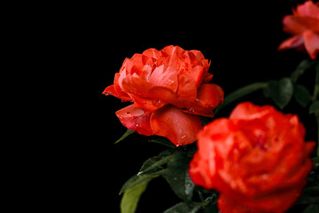 A captivating close-up of rich red roses shimmering with fresh raindrops, framed by a luxurious...