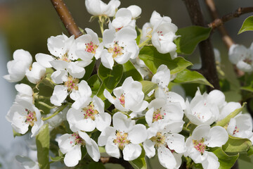 Obraz premium Fruit berry tree flower buds from close range