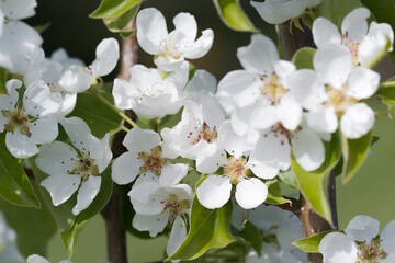 Fruit berry tree flower buds from close range