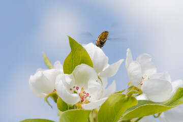 Fruit berry tree flower buds from close range