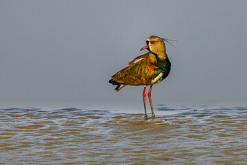A colorful bird wandering along the riverbanks on an early  morning