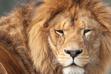 The King of the Savannah