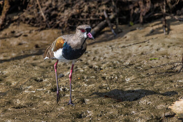 A long-legged bird walks along the mangrove roots during low tide
