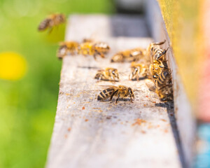 Close up of flying bees. Wooden beehive and bees.