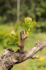 Young inflorescence of the vine. Close-up of shoots and young leaves among the branches of the vine in spring. Sardinia, Italy. Traditional agriculture.