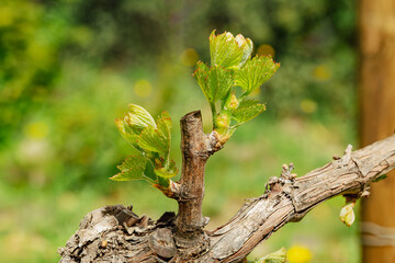 Young inflorescence of the vine. Close-up of shoots and young leaves among the branches of the vine in spring. Sardinia, Italy. Traditional agriculture.